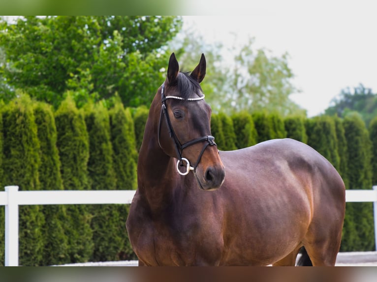 Weitere Warmblüter Stute 10 Jahre 165 cm Dunkelbrauner in Schwäbisch Hall