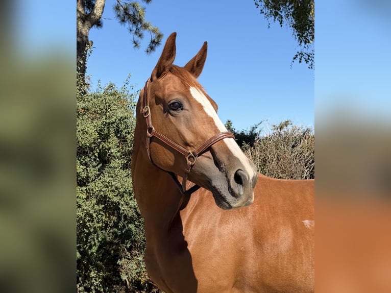 Weitere Warmblüter Stute 10 Jahre 165 cm Fuchs in Davidschlag