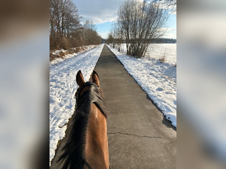 Weitere Warmblüter Stute 10 Jahre 165 cm Hellbrauner in Buchholz in der Nordheide