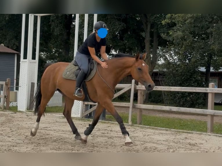 Weitere Warmblüter Stute 10 Jahre 165 cm Hellbrauner in Buchholz in der Nordheide