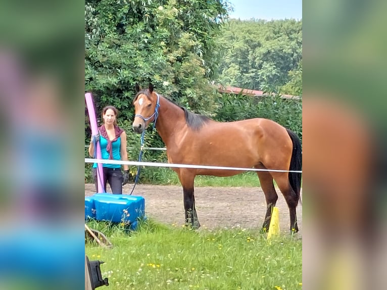 Weitere Warmblüter Stute 10 Jahre 165 cm in Oberhausen-Rheinhausen