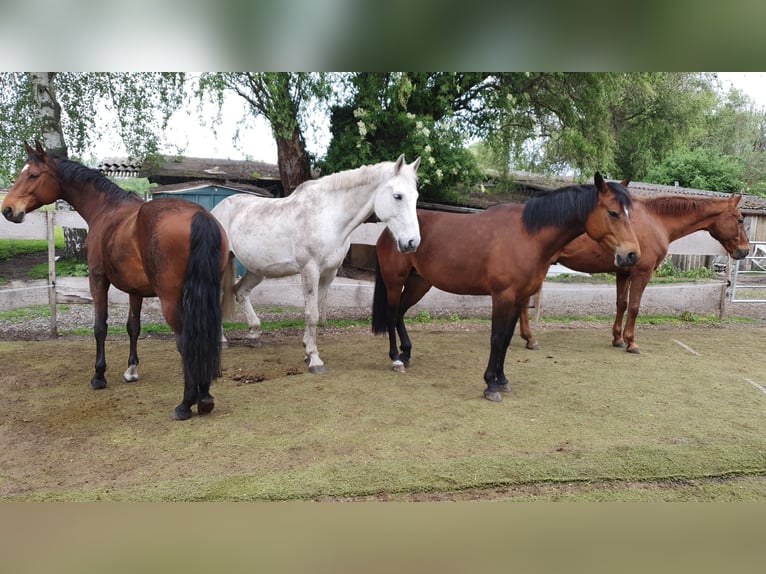 Weitere Warmblüter Stute 10 Jahre 165 cm in Oberhausen-Rheinhausen