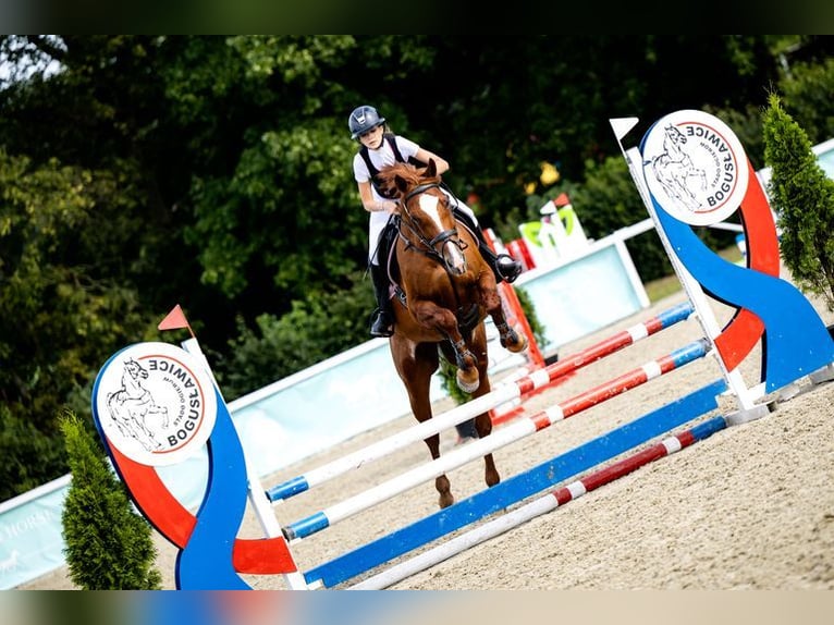 Weitere Warmblüter Stute 10 Jahre 167 cm Fuchs in &#x141;azy