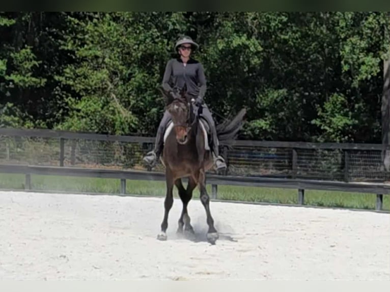 Weitere Warmblüter Stute 10 Jahre 168 cm Rotbrauner in Ocala FL
