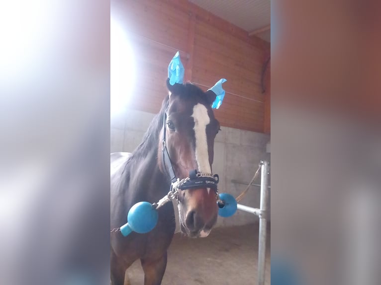 Weitere Warmblüter Stute 10 Jahre 176 cm Brauner in V&#xF6;hringen