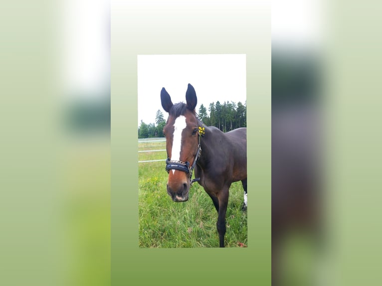 Weitere Warmblüter Stute 10 Jahre 176 cm Brauner in V&#xF6;hringen