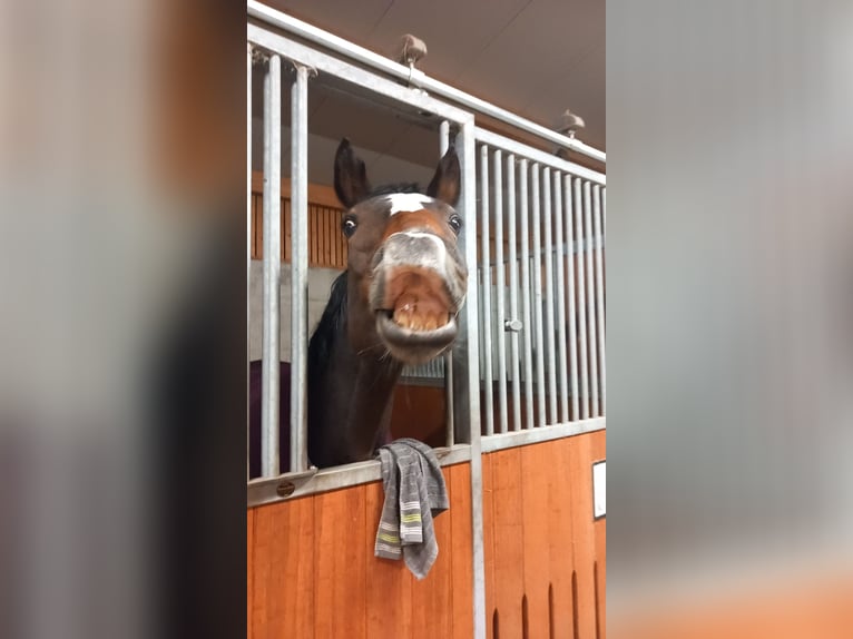 Weitere Warmblüter Stute 10 Jahre 176 cm Brauner in V&#xF6;hringen