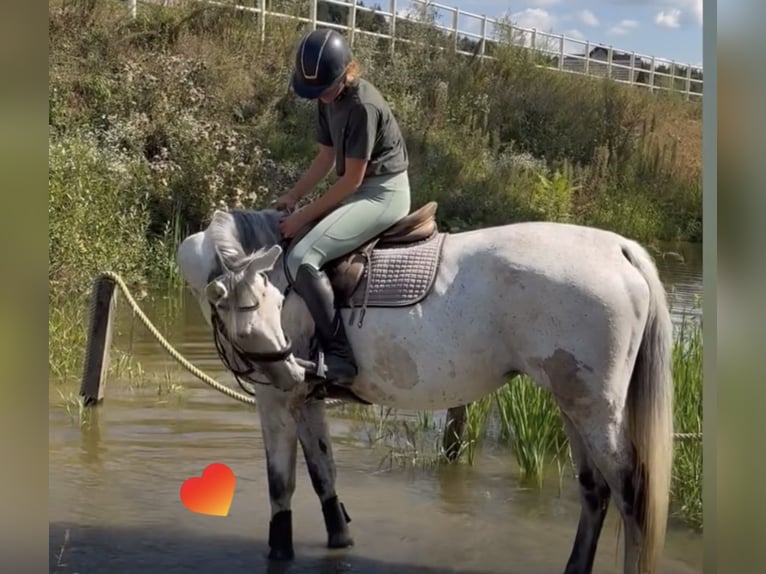 Weitere Warmblüter Stute 10 Jahre in Stainz Weitere Warmblüter Stute 10 Jahre in Stainz