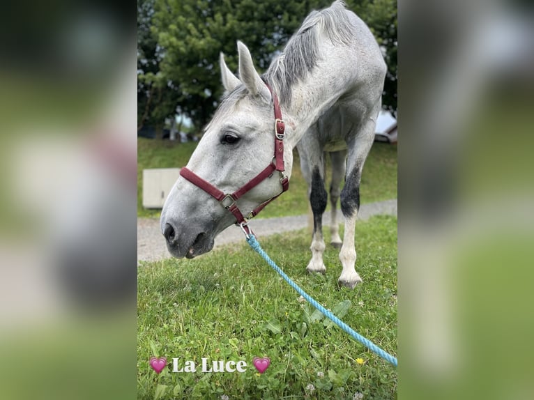Weitere Warmblüter Stute 10 Jahre in Stainz Weitere Warmblüter Stute 10 Jahre in Stainz