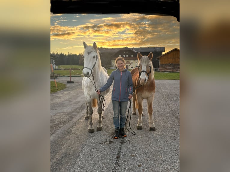 Weitere Warmblüter Stute 11 Jahre 155 cm Schimmel in Eugendorf