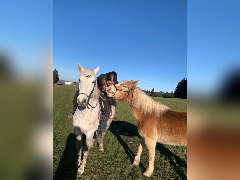 Weitere Warmblüter Stute 11 Jahre 155 cm Schimmel in Eugendorf