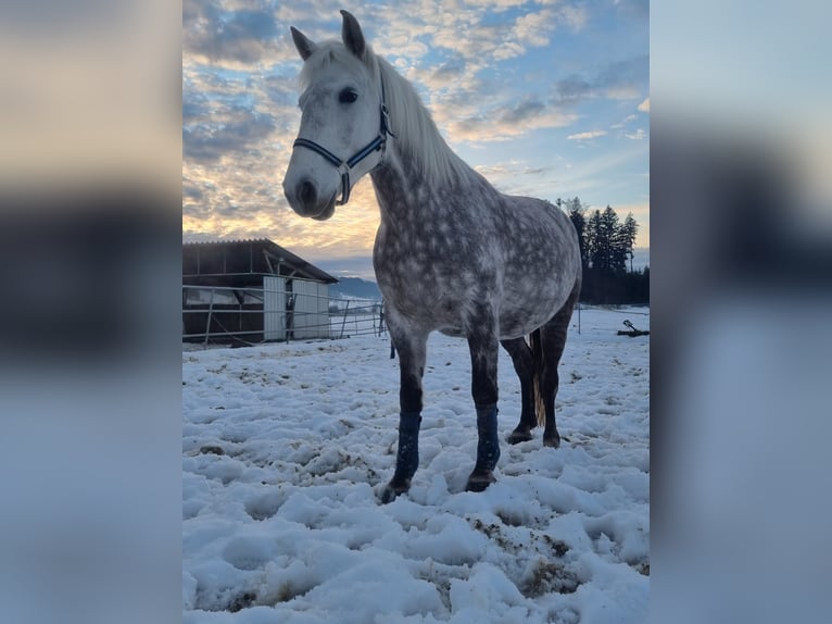 Weitere Warmblüter Stute 11 Jahre 155 cm Schimmel in Eugendorf
