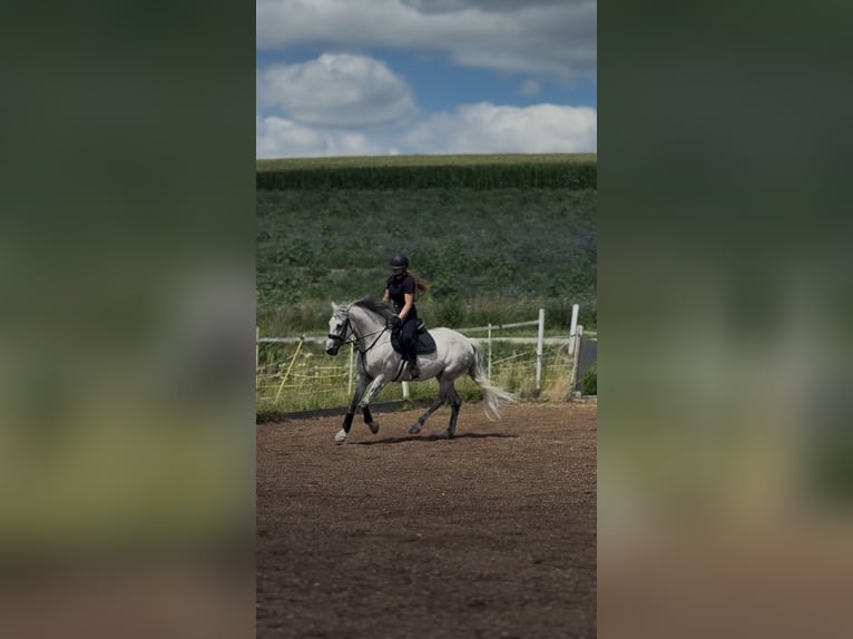 Weitere Warmblüter Stute 11 Jahre 160 cm Apfelschimmel in Mengkofen