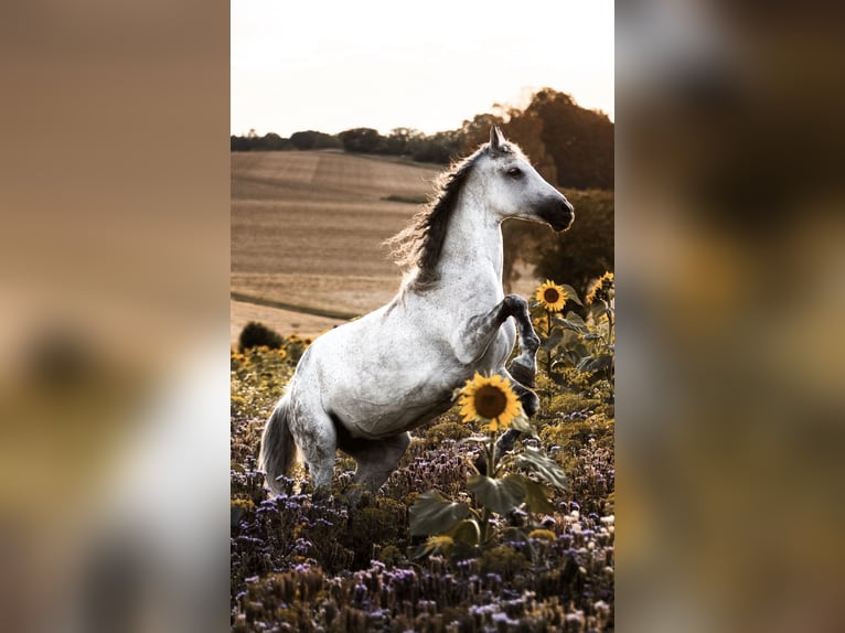 Weitere Warmblüter Stute 11 Jahre 160 cm Apfelschimmel in Mengkofen