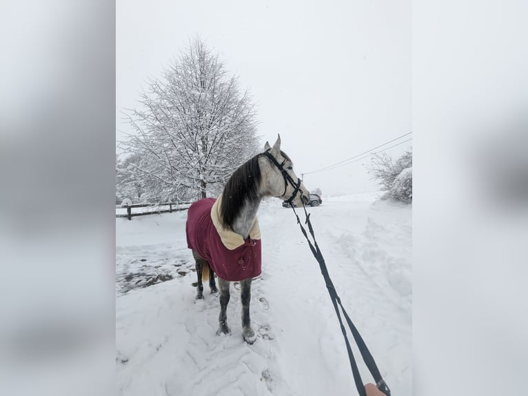 Weitere Warmblüter Stute 11 Jahre 160 cm Apfelschimmel in Mengkofen
