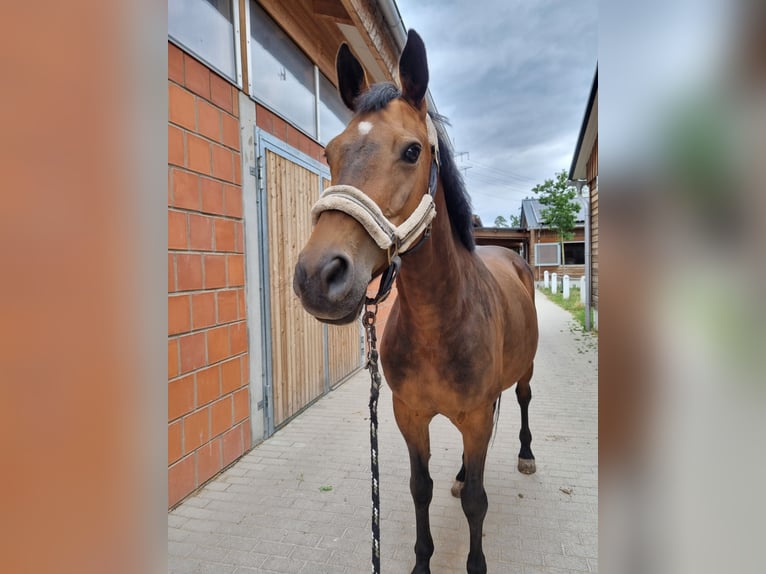 Weitere Warmblüter Mix Stute 11 Jahre 160 cm Brauner in Walldorf