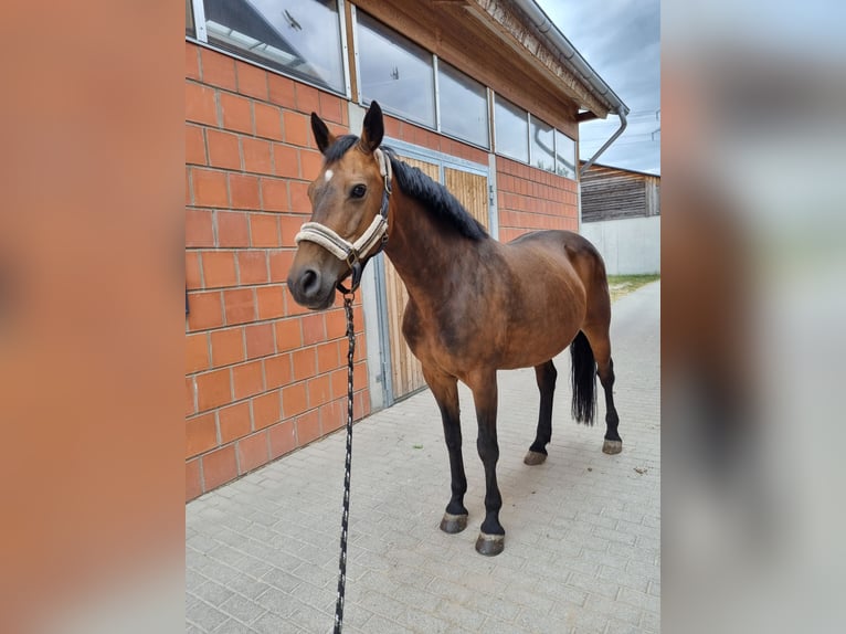 Weitere Warmblüter Mix Stute 11 Jahre 160 cm Brauner in Walldorf