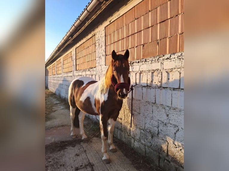 Weitere Warmblüter Stute 11 Jahre 160 cm in Zörbig