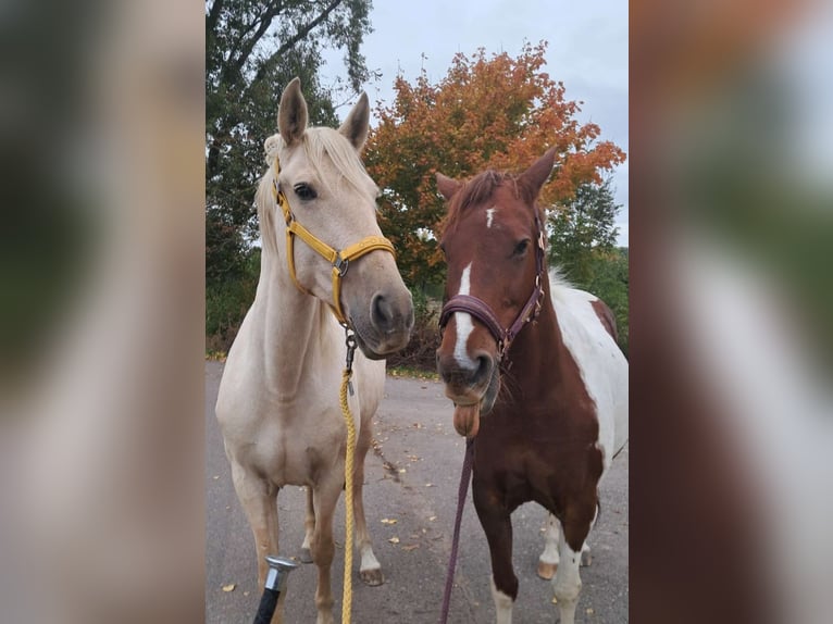 Weitere Warmblüter Stute 11 Jahre 160 cm in Zörbig