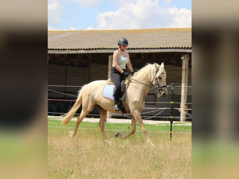 Weitere Warmblüter Stute 11 Jahre 160 cm in Zörbig