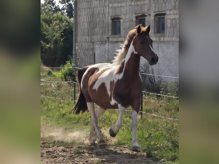 Weitere Warmblüter Stute 11 Jahre 160 cm in Zörbig