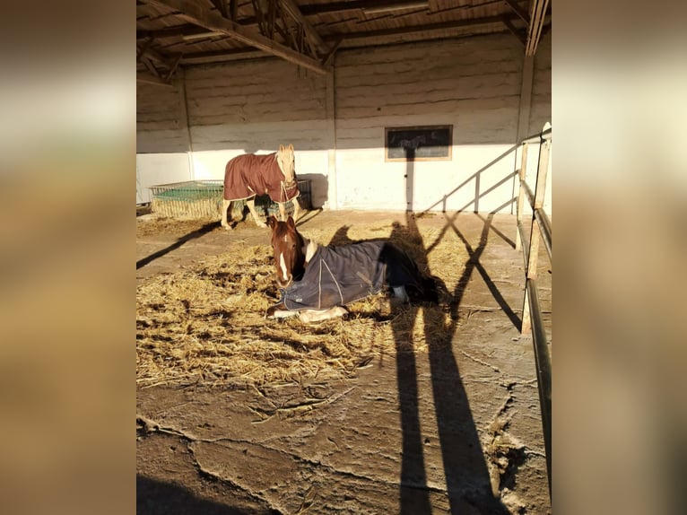 Weitere Warmblüter Stute 11 Jahre 160 cm in Zörbig