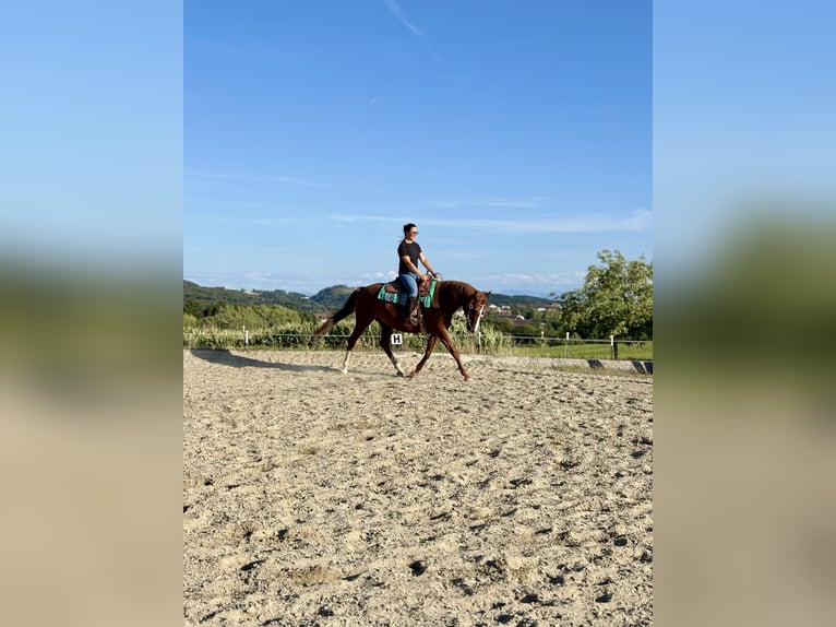 Weitere Warmblüter Mix Stute 11 Jahre 160 cm Fuchs in Poneggen