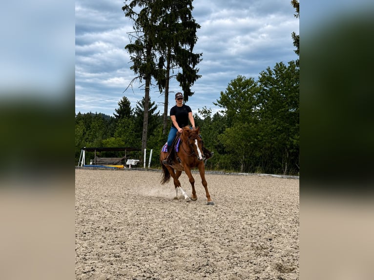 Weitere Warmblüter Mix Stute 11 Jahre 160 cm Fuchs in Poneggen