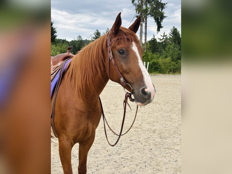 Weitere Warmblüter Mix Stute 11 Jahre 160 cm Fuchs in Poneggen