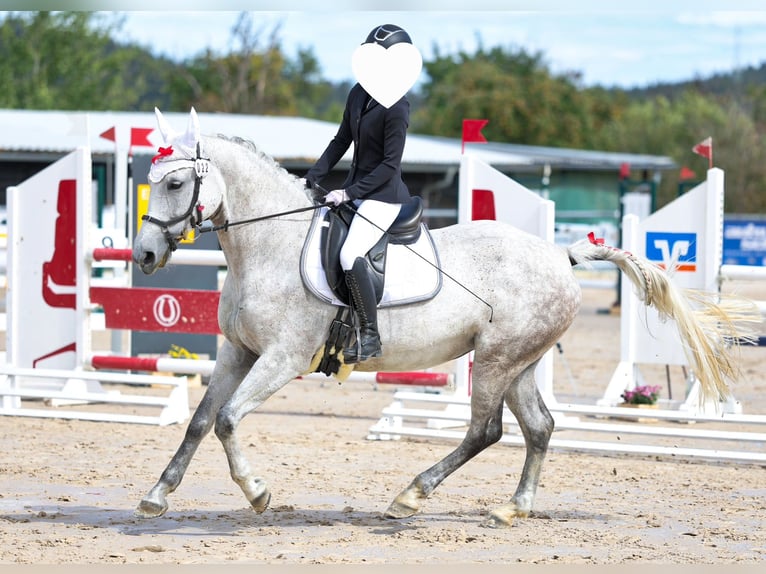 Weitere Warmblüter Stute 11 Jahre 160 cm Schimmel in Balingen