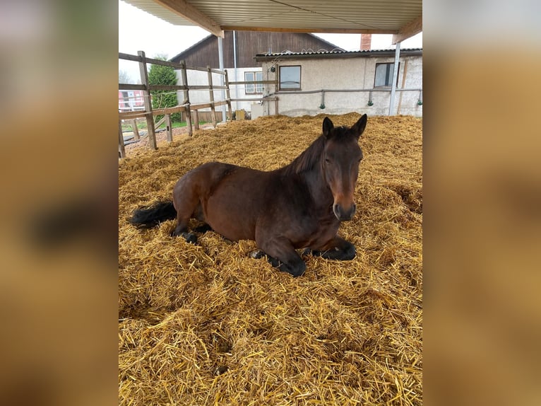 Weitere Warmblüter Mix Stute 11 Jahre 162 cm Brauner in UlmUlm