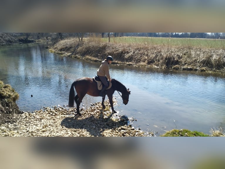 Weitere Warmblüter Mix Stute 11 Jahre 162 cm Brauner in UlmUlm