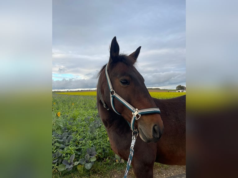 Weitere Warmblüter Mix Stute 11 Jahre 162 cm Brauner in UlmUlm