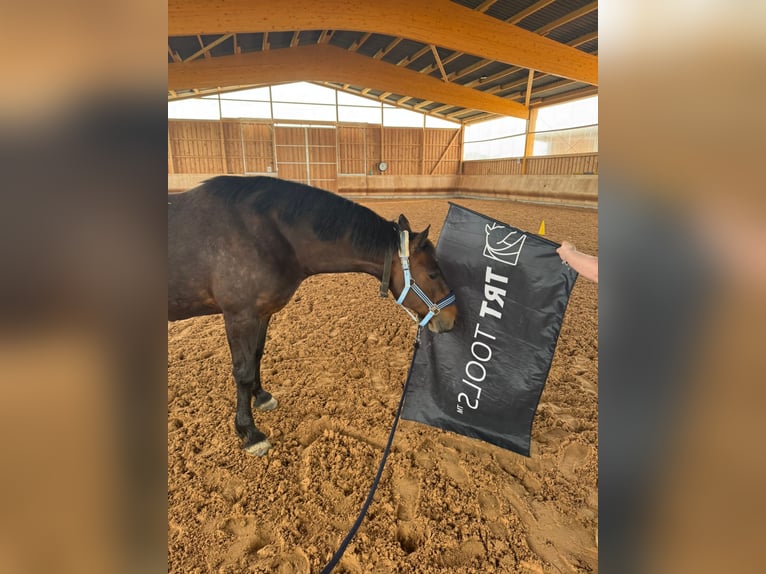 Weitere Warmblüter Mix Stute 11 Jahre 162 cm Brauner in UlmUlm