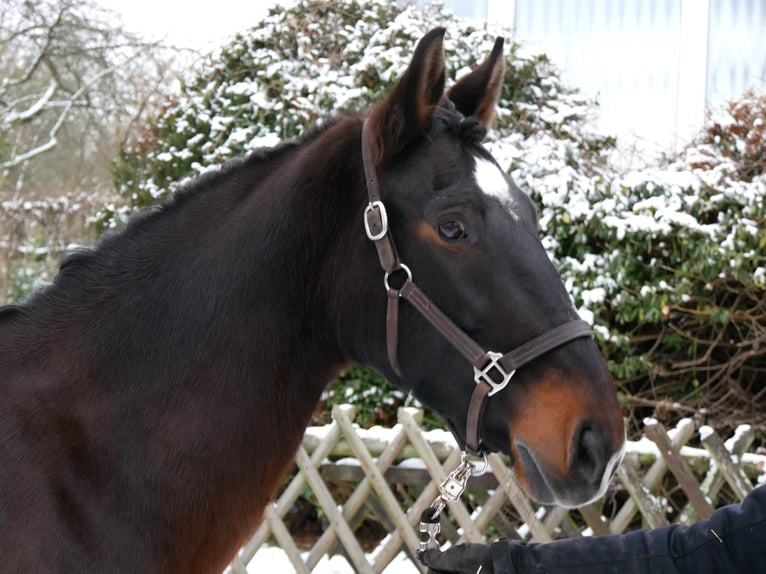 Weitere Warmblüter Stute 11 Jahre 163 cm Brauner in Dorsten