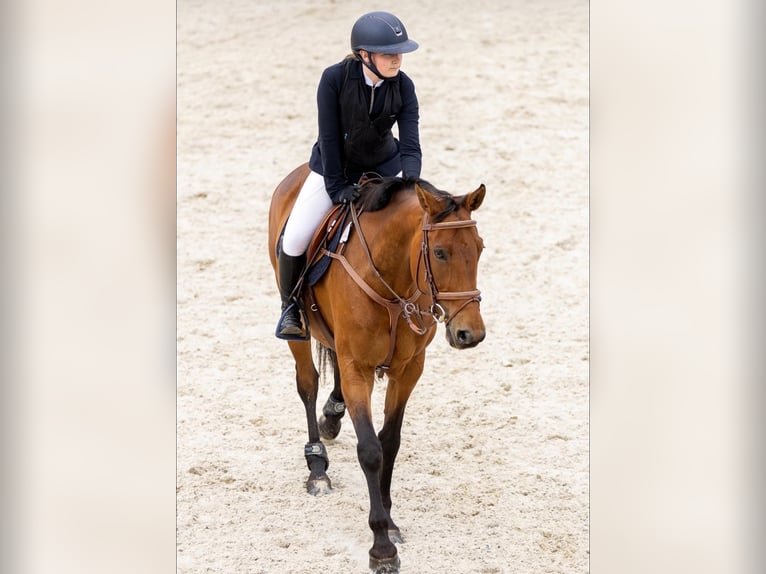 Weitere Warmblüter Stute 11 Jahre 163 cm Hellbrauner in junglinster