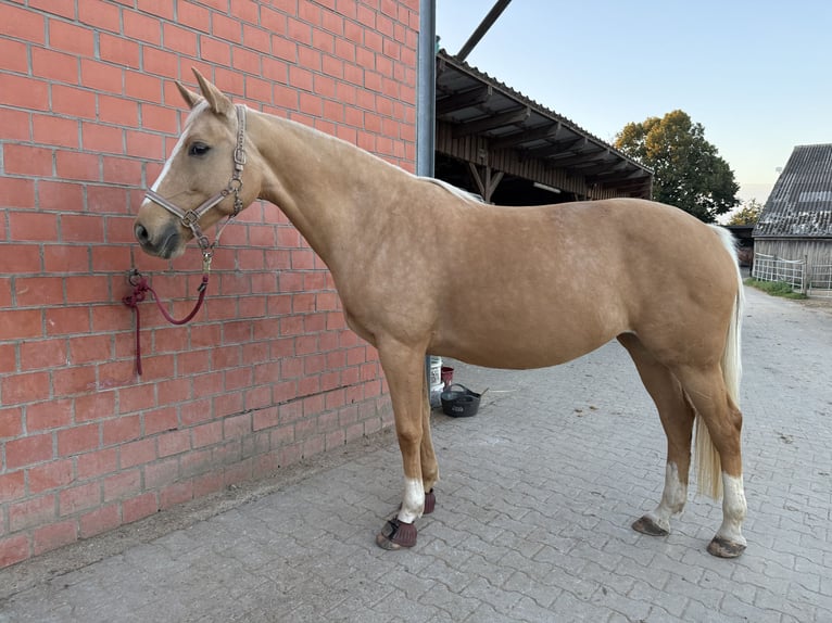 Weitere Warmblüter Stute 11 Jahre 163 cm Palomino in Kaarst