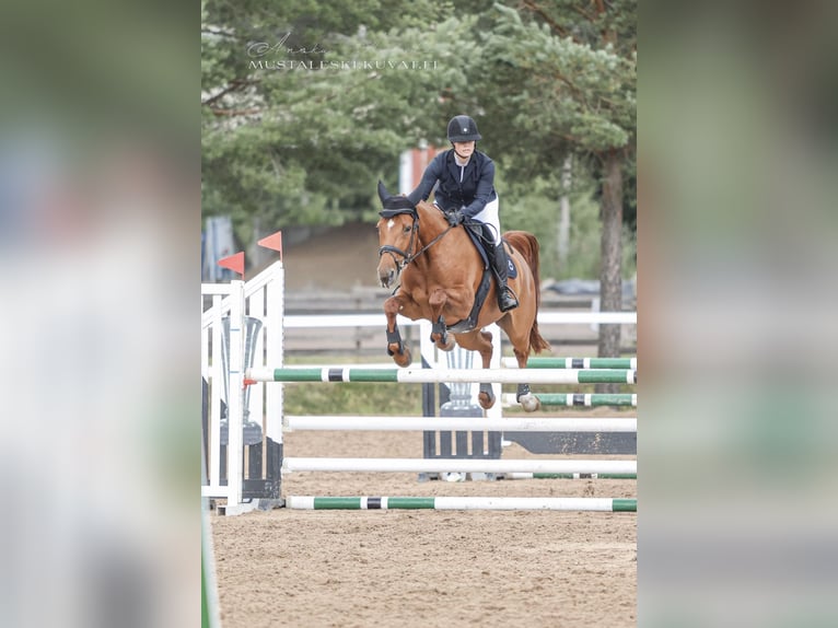 Weitere Warmblüter Stute 11 Jahre 165 cm Dunkelfuchs in Kangasala