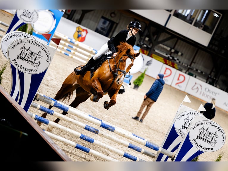Weitere Warmblüter Stute 11 Jahre 167 cm Fuchs in Łazy