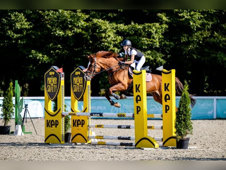 Weitere Warmblüter Stute 11 Jahre 167 cm Fuchs in Łazy