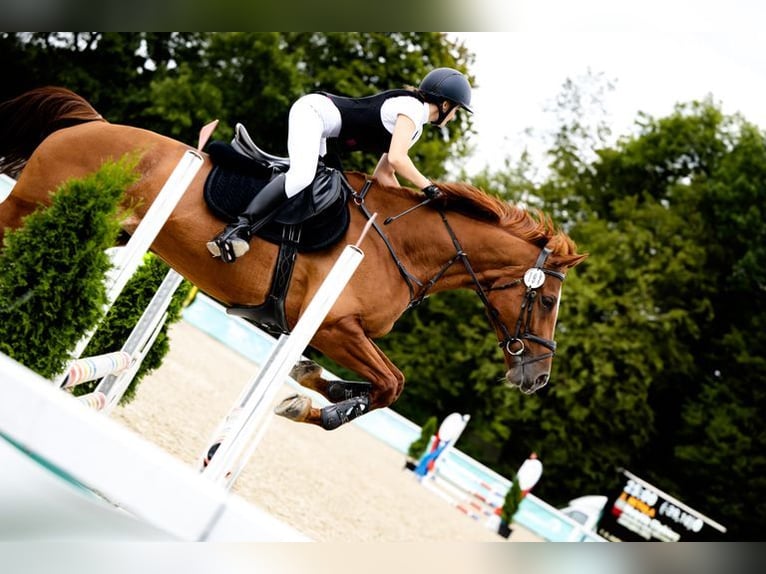 Weitere Warmblüter Stute 11 Jahre 167 cm Fuchs in Łazy