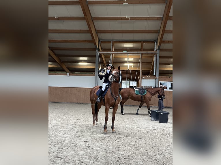 Weitere Warmblüter Stute 11 Jahre 167 cm Fuchs in Łazy