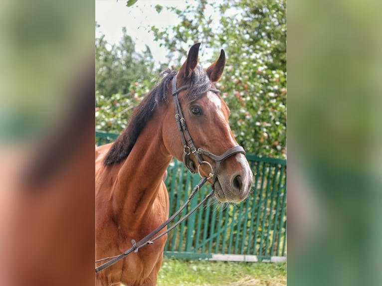 Weitere Warmblüter Stute 11 Jahre 168 cm Brauner in Sipbachzell