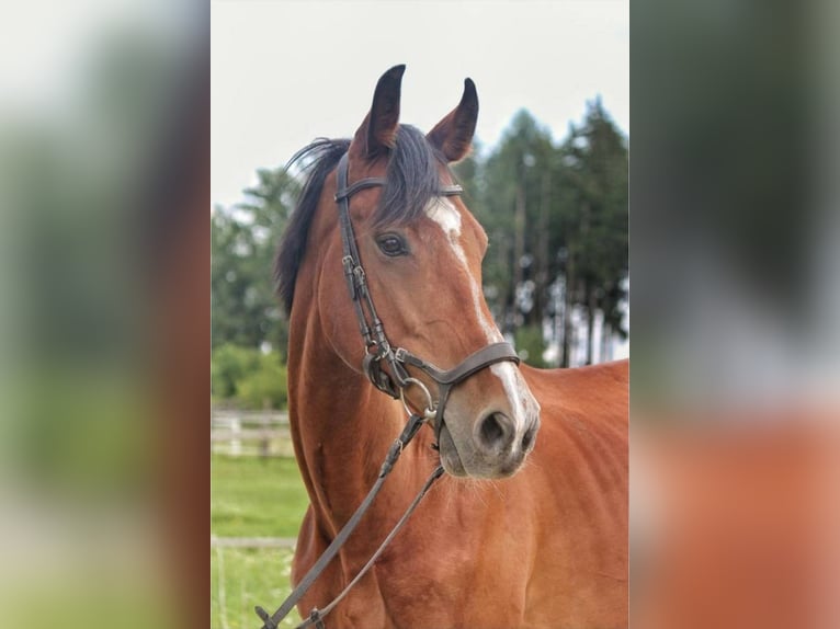 Weitere Warmblüter Stute 11 Jahre 168 cm Brauner in Sipbachzell