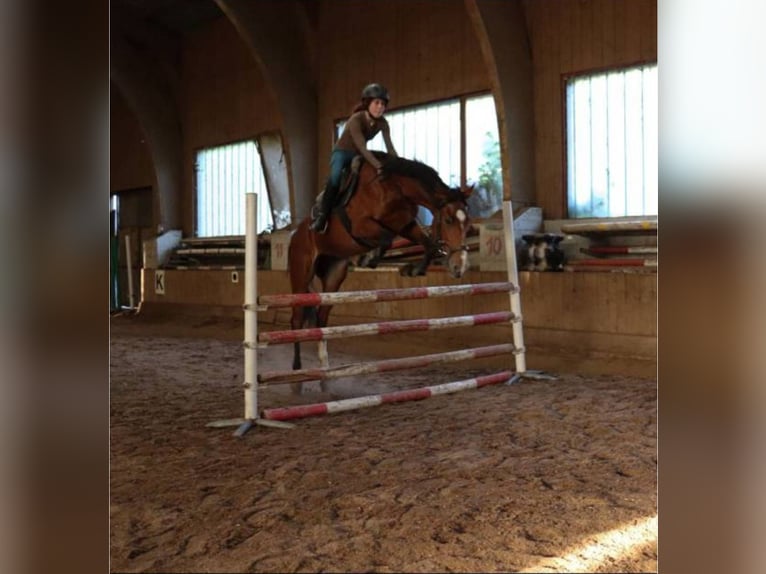Weitere Warmblüter Stute 11 Jahre 168 cm Brauner in Sipbachzell