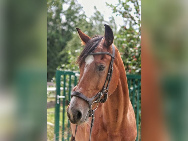 Weitere Warmblüter Stute 11 Jahre 168 cm Brauner in Sipbachzell