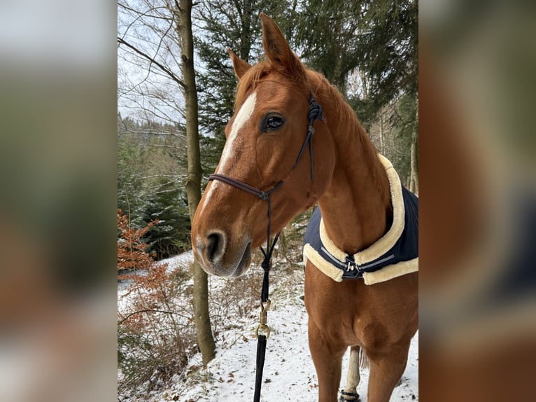 Weitere Warmblüter Stute 11 Jahre 170 cm Fuchs in Bad Zell