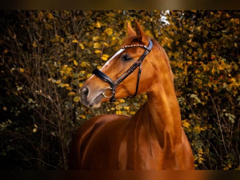 Weitere Warmblüter Stute 11 Jahre 170 cm Fuchs in Bad Zell
