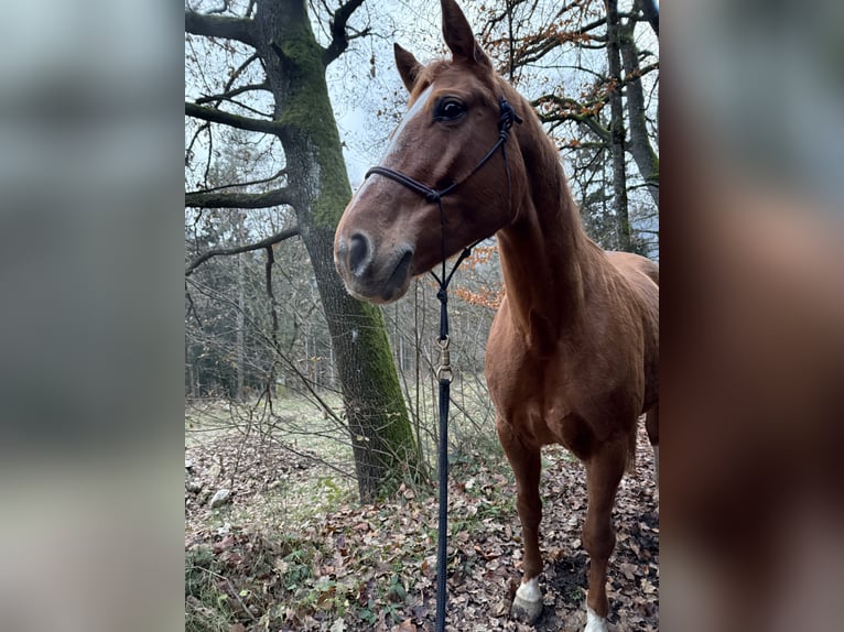 Weitere Warmblüter Stute 11 Jahre 170 cm Fuchs in Bad Zell