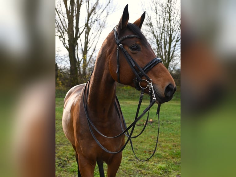 Weitere Warmblüter Stute 11 Jahre 173 cm Brauner in Karlsfeld